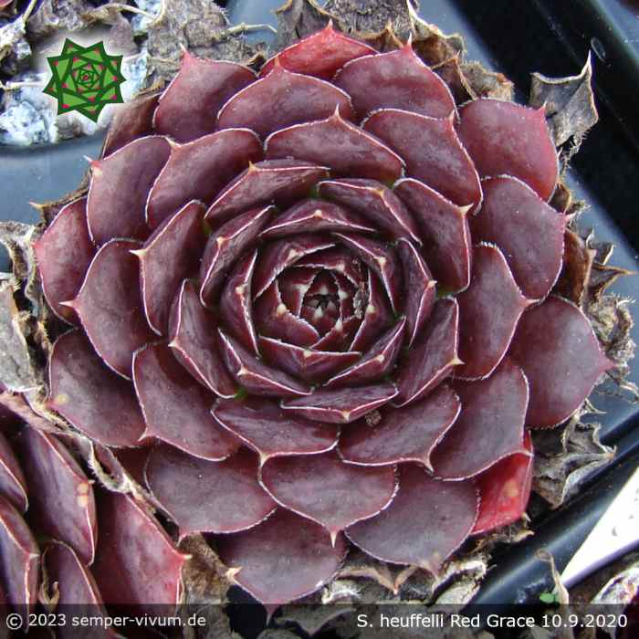 Sempervivum heuffelii 'Red Grace'